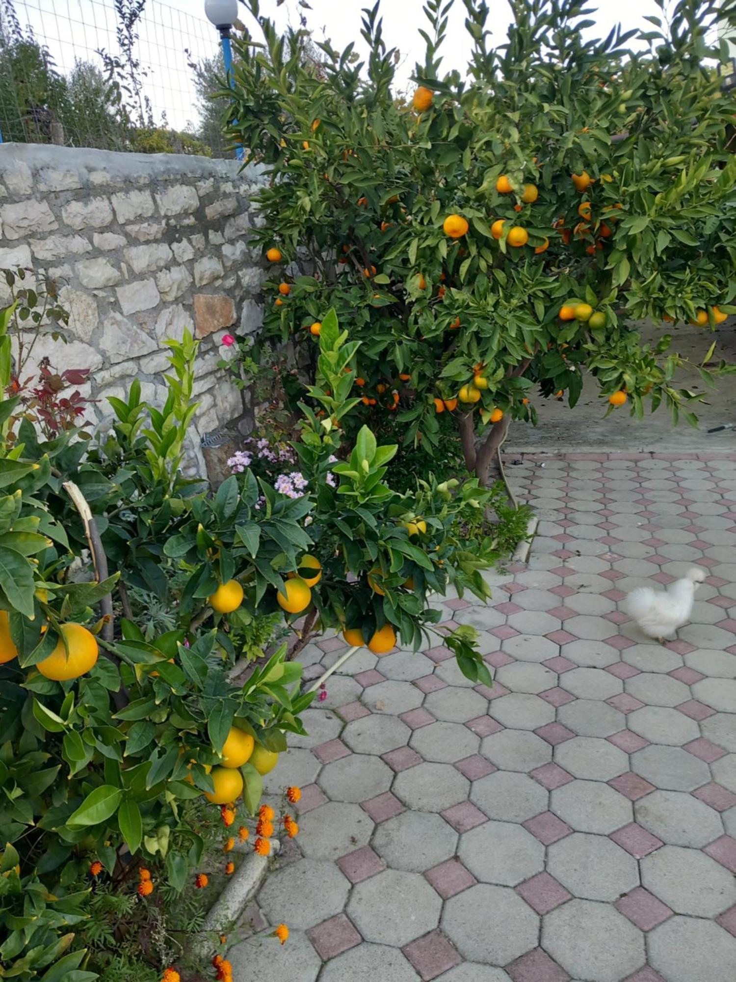 Dean Apartment Berat